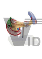 The model of spleen,pancreas,gallbladder and duodenum